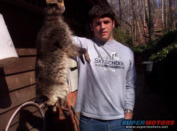 Guy holding a large raccoon he caught. He's wearing a ski school sweatshirt