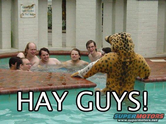 People in a pool with a jaguar mascot. Text reads 'HAY GUYS!'