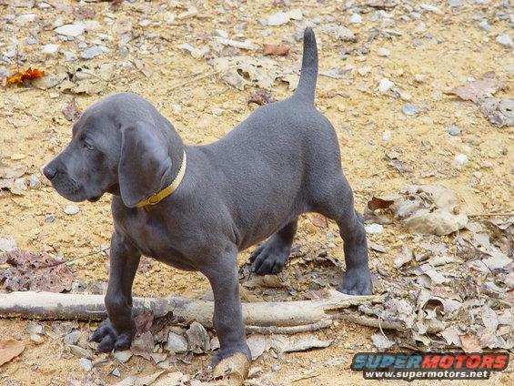 dsc01428.jpg My puppy Bremen on her first wheelin' trip
