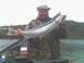 1986 Ford Bronco - I caught this 30 inch steelhead from the Chetco river in Oregon.