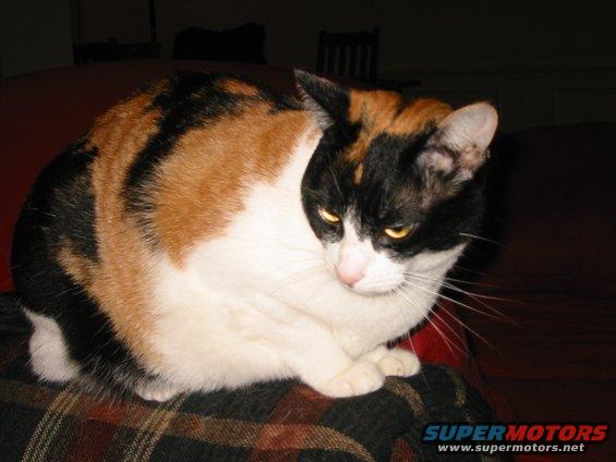 cat.jpg Here's the hat-trick barfer in all her glory.