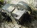 1978 Ford Bronco - This is a close-up view of a brake caliper, not a 1978 Ford Bronco.
