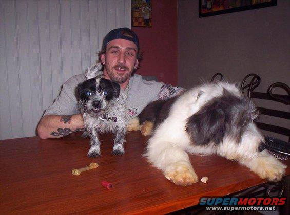 Man with a small black and white dog and a large fluffy dog on a wooden table