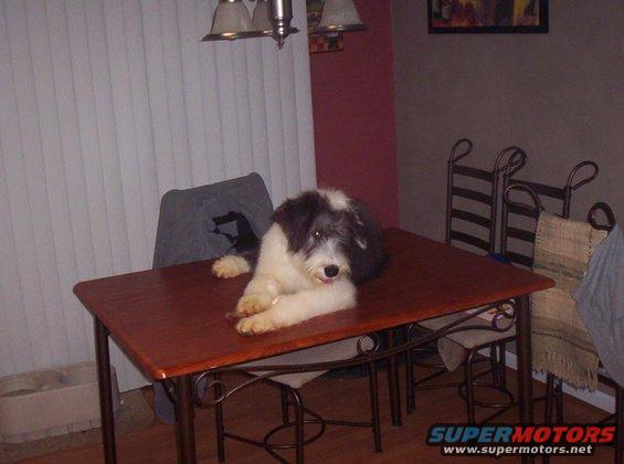 Dog lying on a wooden table in a dining room