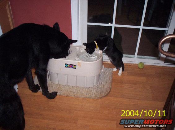 Black dog and black and white cat drink from a pet water fountain. Green ball on floor