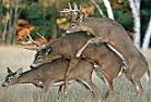 Three deer in a field during mating season