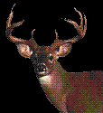 1991 Mazda Navajo - A buck with impressive antlers is shown in this close-up shot against a dark background.