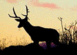1991 Mazda Navajo - A buck deer stands silhouetted against a colorful sunset sky, with dry grass and branches in the foreground.