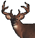 1991 Mazda Navajo - Buck deer with impressive antlers, captured in a close-up shot.