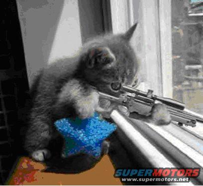 cat_with_rifle.jpg 