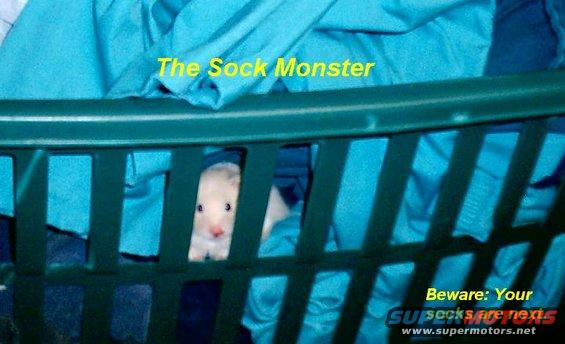 my daughters hamster the sock monster (Zeus)
