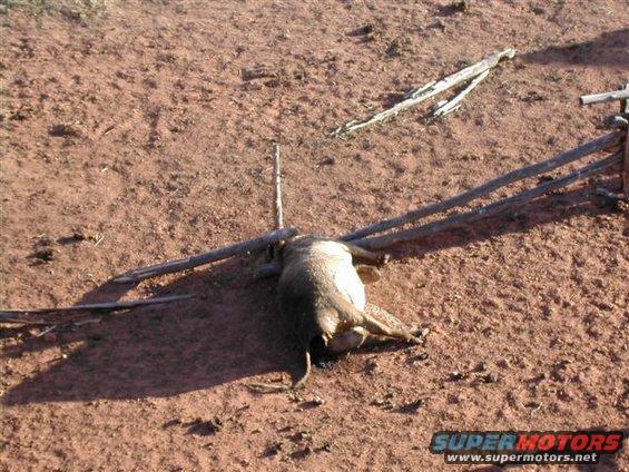 Our nearest neighbor...the dead cow
