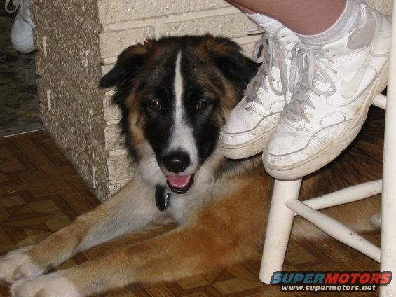 Dog lying on floor next to brick wall, with white sneakers and a white stool visible