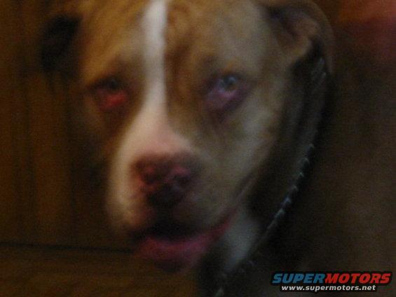 Dog's face with red eyes and a white blaze