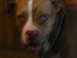 1997 Ford Crown Victoria - A close-up photo shows a dog's face with red eyes and a white blaze down its snout.