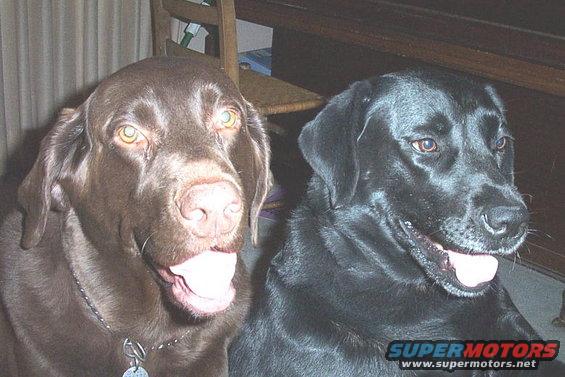 i love my dogs