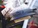 1999 Ford Crown Victoria photo