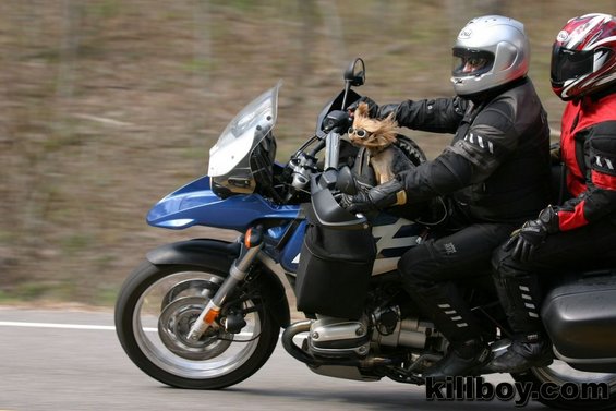motorcycle-dog.jpg 