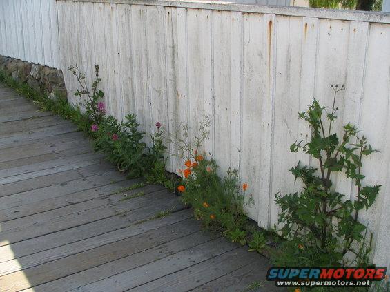 Wooden fence with wildflowers growing along a wooden walkway