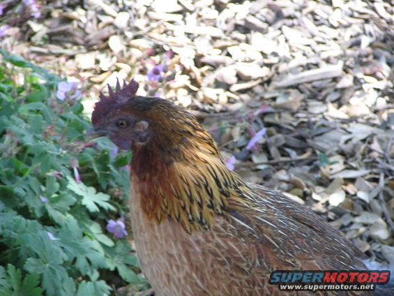 Chicken in front of green plants and leaf litter. Supermotors logo in lower right