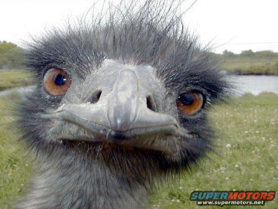 Emu close-up with Supermotors logo
