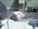 1996 Ford Mustang - A young dog looks curiously over a table while a drink sits nearby.