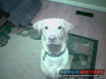 dog sitting on a rug indoors