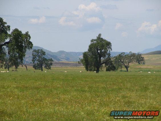 Sheep grazing in a grassy field with scattered trees and rolling hills in the background