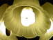 1998 Ford Crown Victoria - here is a picture of one of those small bulbs in my celing fan