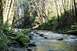1976 Ford F-150 - A tranquil forest scene with a flowing stream and abundant greenery, bathed in dappled sunlight.