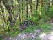 1993 Ford Bronco - An off-road vehicle is seen partially hidden by dense vegetation in a wooded area.