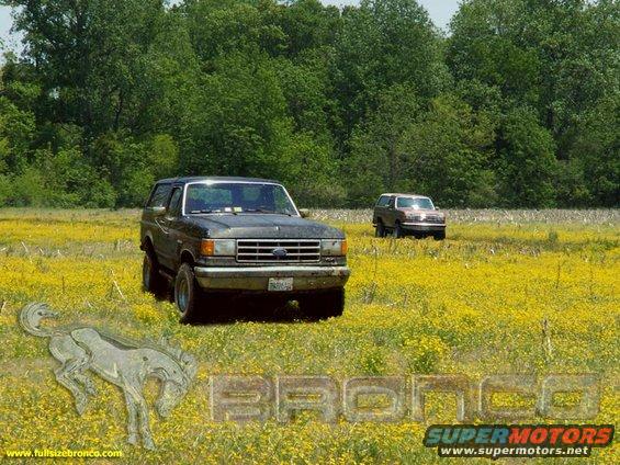 romping_broncos.jpg 