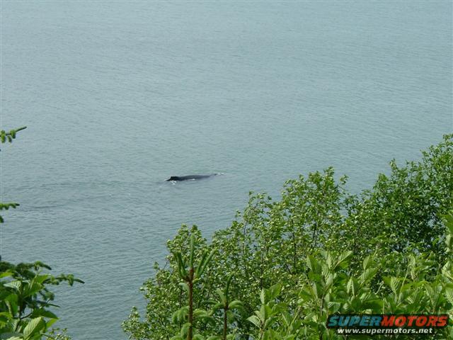 whale-3.jpg Whale