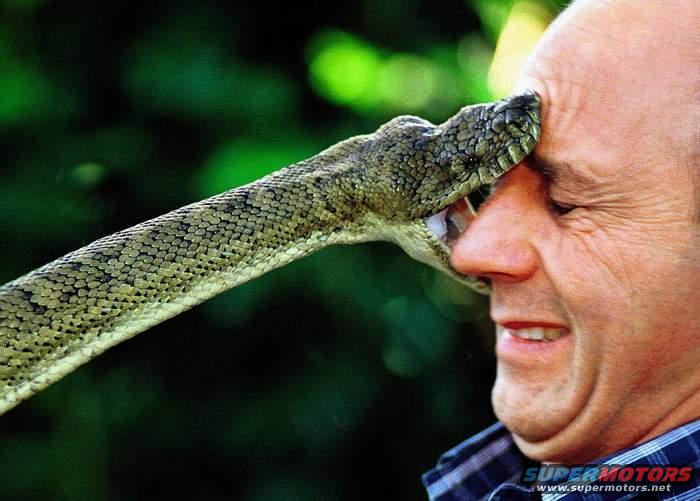 Man's face is being touched by a snake's head. Text at bottom reads SUPERMOTORS.NET