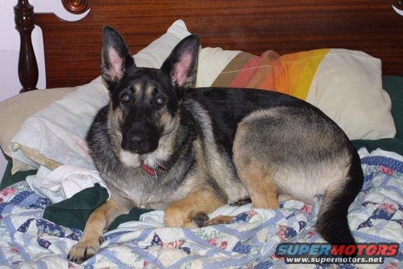 Heidi, 2 yrs old here, making herself at home on our bed.