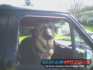 Dog wont get out the truck