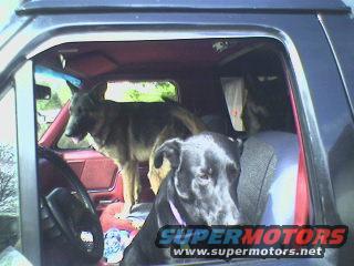 Dog wont get out the truck