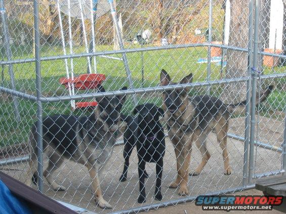 Heidi, Roxie and Guntar