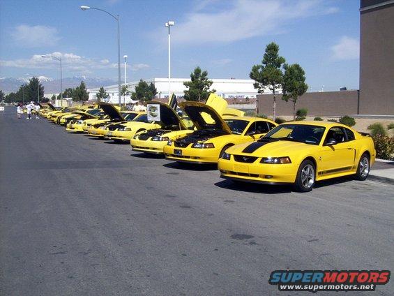Several yellow Ford Mustangs parked in a line, hoods up on some. One car in front has black racing stripes