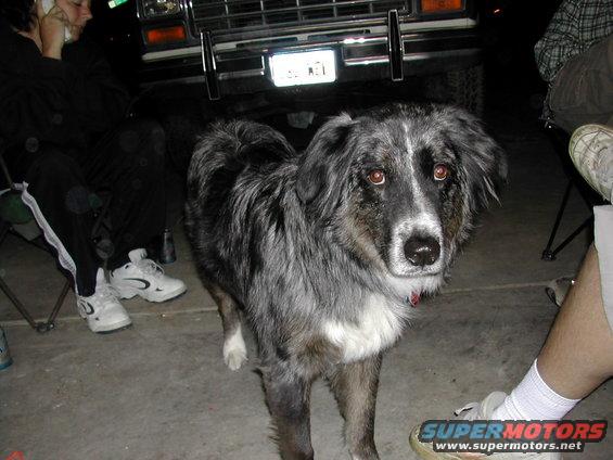 raider.jpg My dog Raider