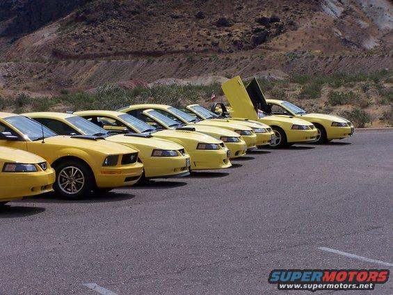Several yellow Ford Mustangs parked in a row, one with doors open