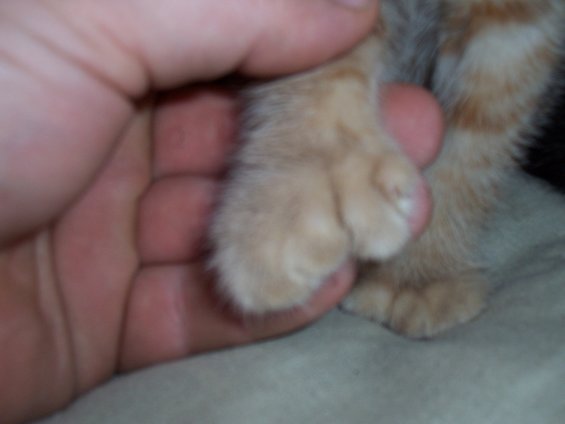 Orange tabby cat paws held by a hand