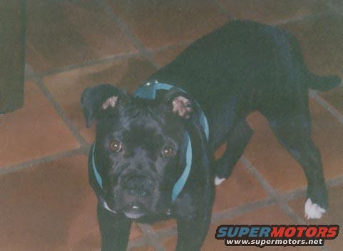 Black pitbull dog with a blue harness standing on a tiled floor