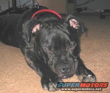 black dog with red collar lying on carpet