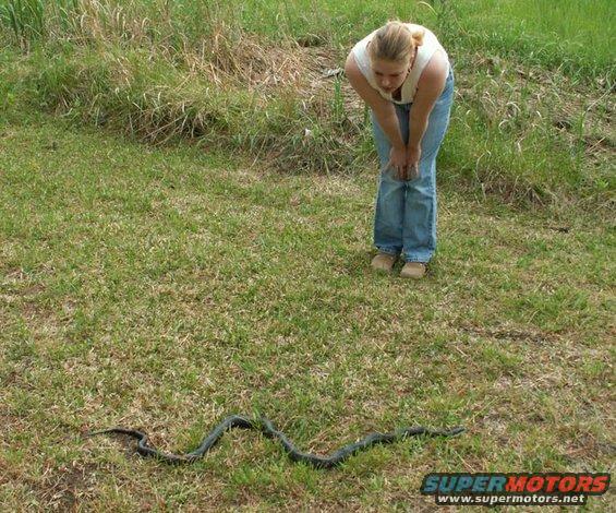 Big ole Black snake that the birds were messing with.  