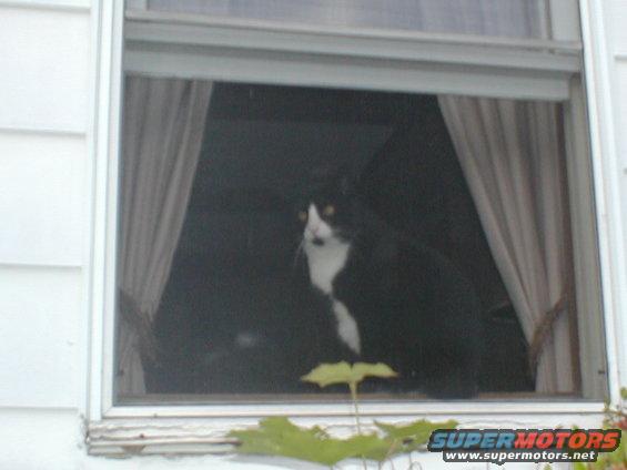 Black and white cat looking out a window with curtains