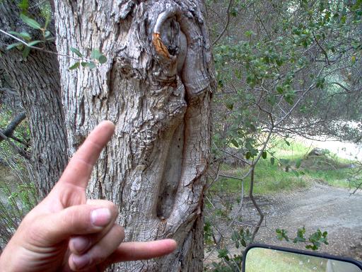 Tree trunk with a natural opening and a hand making a devil horns gesture in front of it. A dirt road is visible in the background