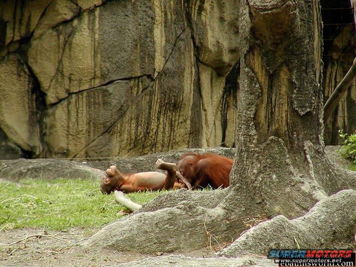 Two orangutans lounge on grass near a large tree and rock wall in a zoo