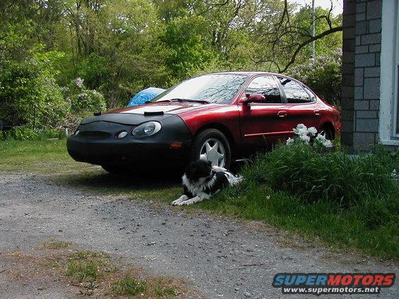Red 1997 Ford Taurus 3q-front view with car bra and dog