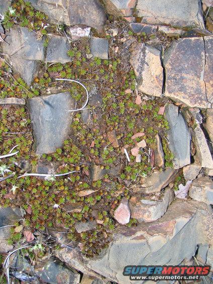 Rocks and moss with a Supermotors.net watermark